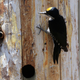 A male black-backed woodpecker, which was rejected from being listed as an endangered species. Too bad, lil bud. Photo: AP